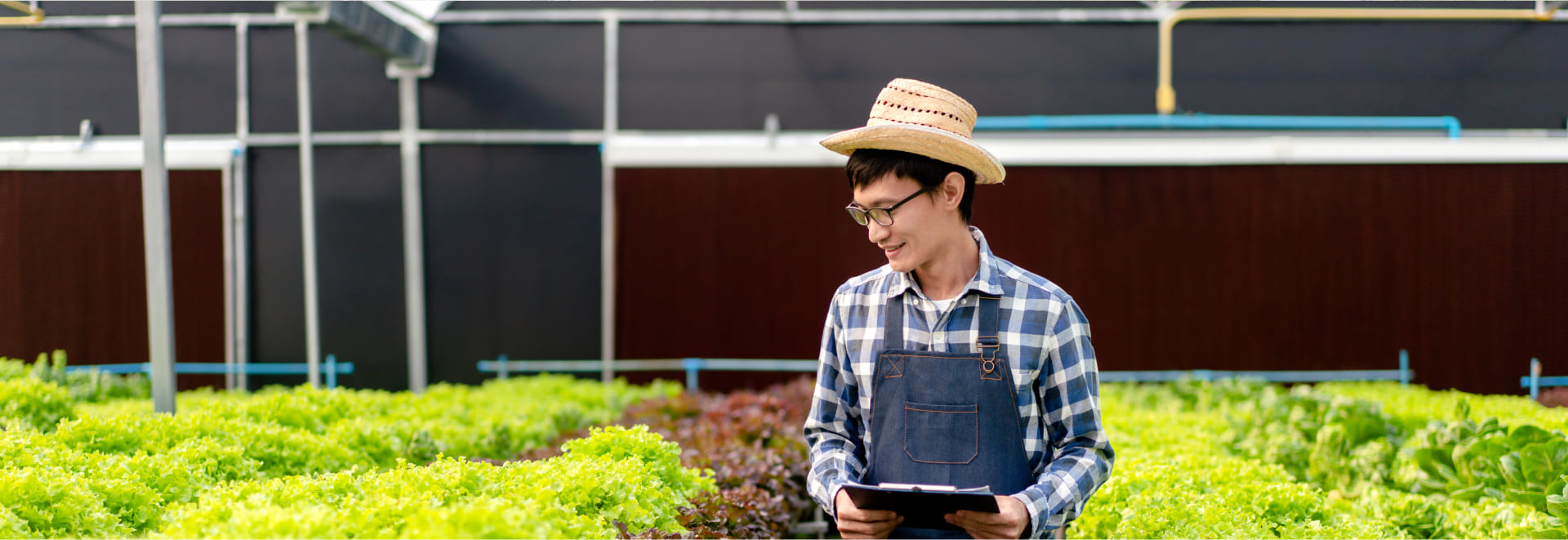 a man monitoring plants