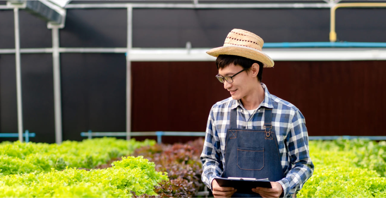 a man monitoring plants